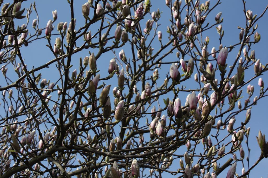 Magnolia Appartement Vlijmen Buitenkant foto